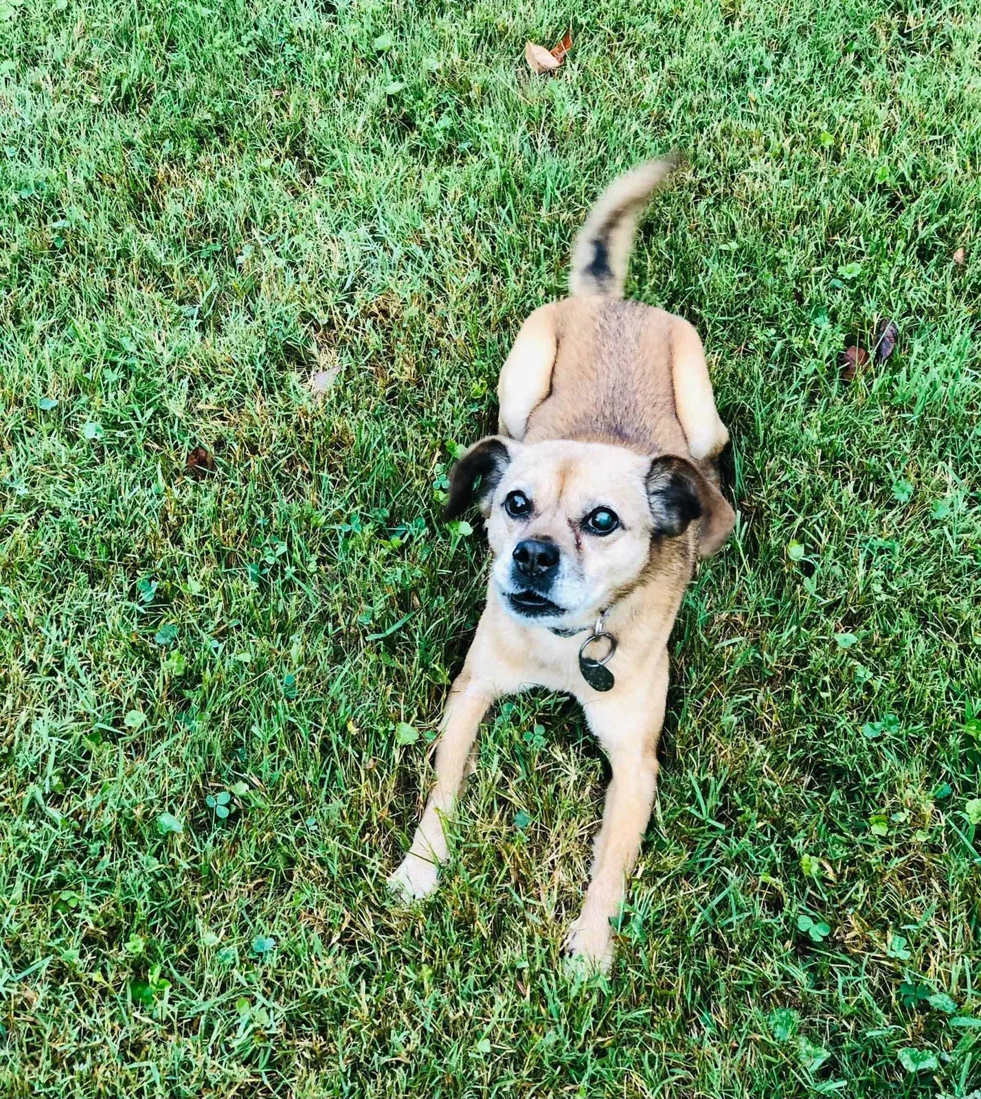 Lost dog in Louisville, KY, 40291