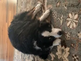 Lost dog in Denver, NC, 28037