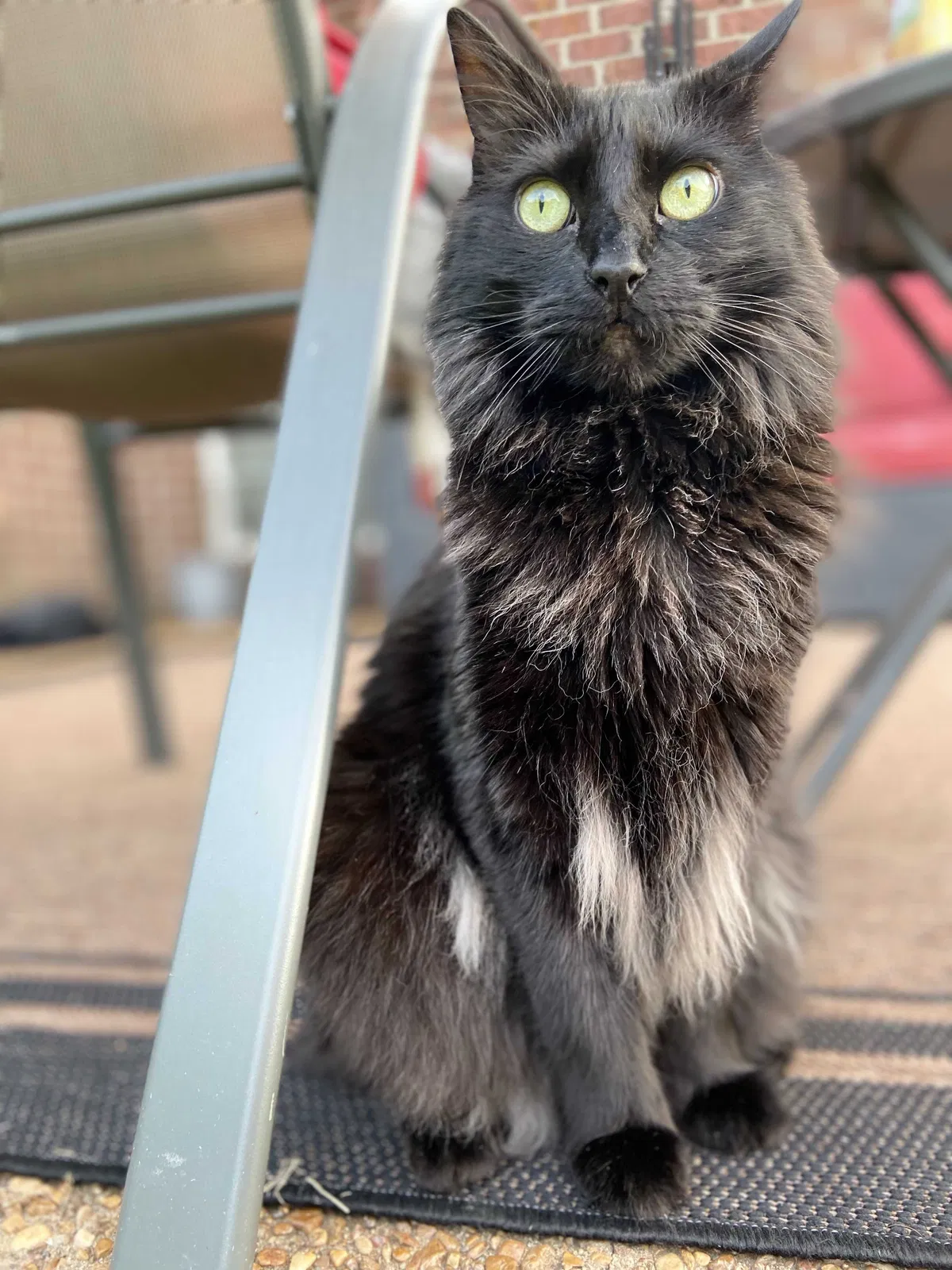 Lost cat in Hermitage, TN, 37076