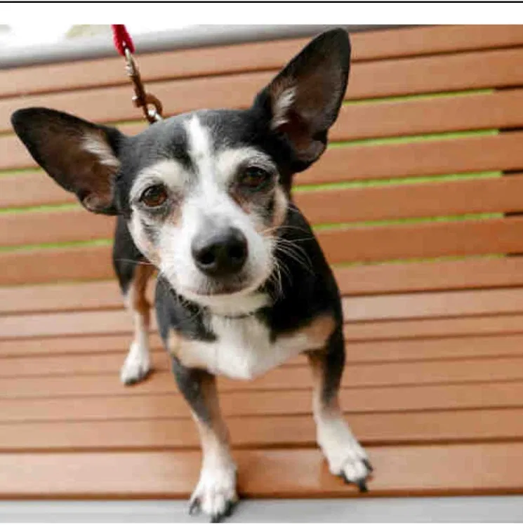 Lost dog in San Antonio, TX, 78233