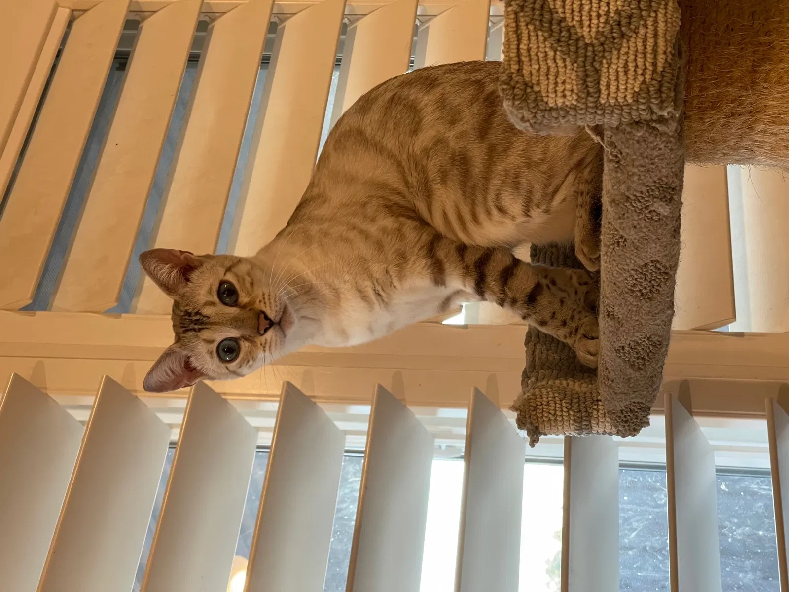 Lost cat in San Jose, CA, 95127