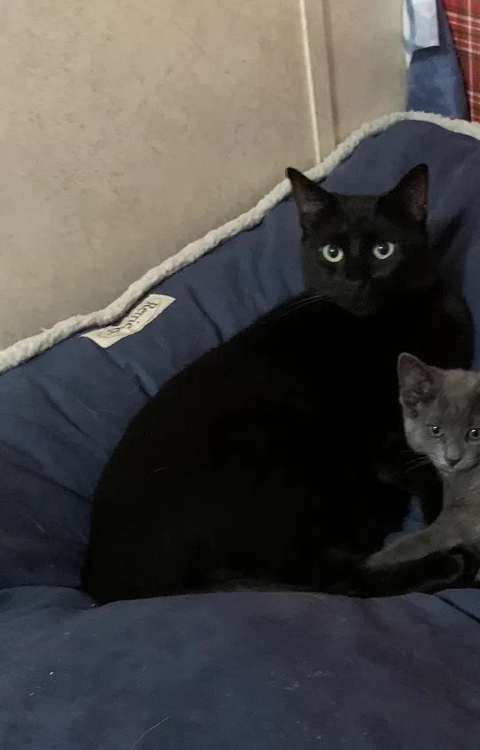 Lost cat in Abbeville, LA, 70510