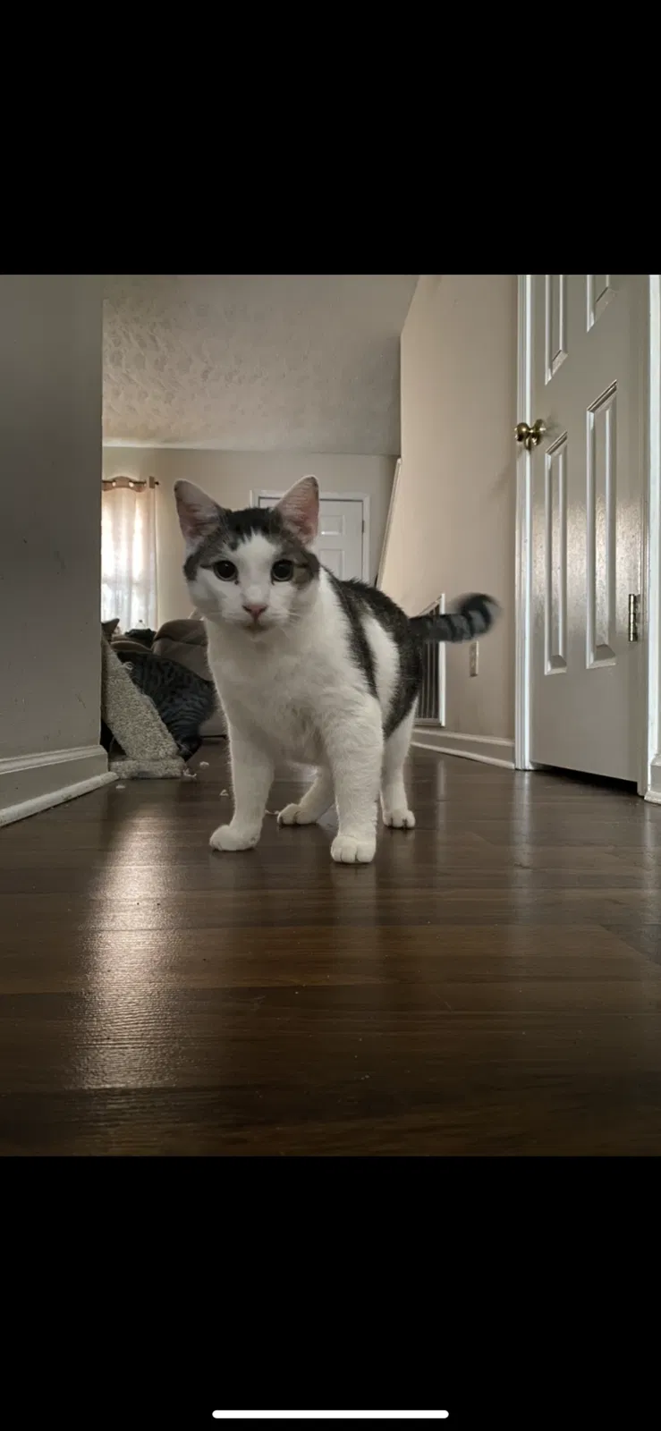Lost cat in Bowling Green, KY, 42101