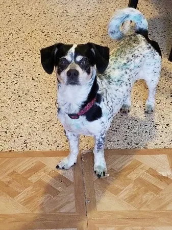 Lost dog in Miami, FL, 33168