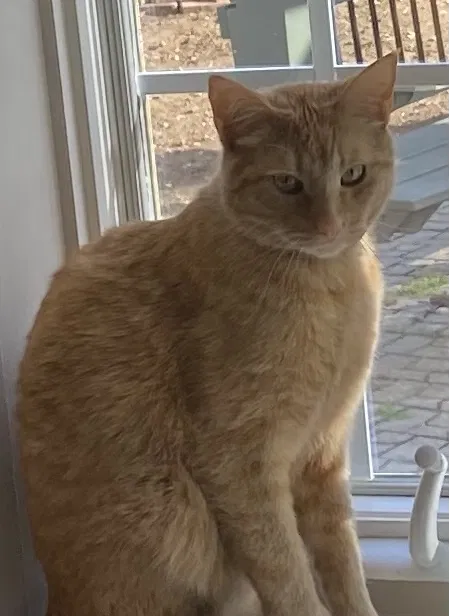Lost cat in Colchester, CT, 6415