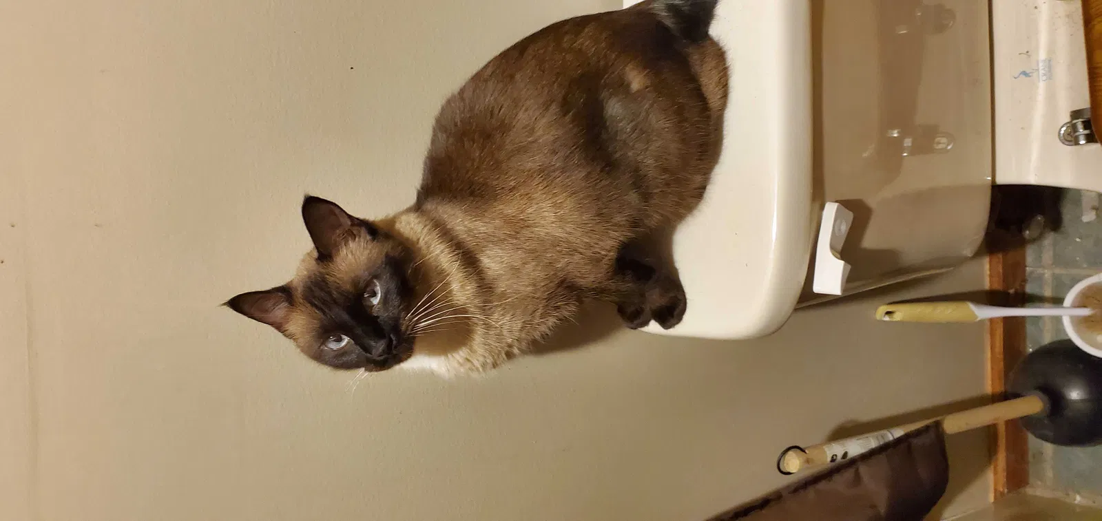 Lost cat in Lake City, TN, 37769