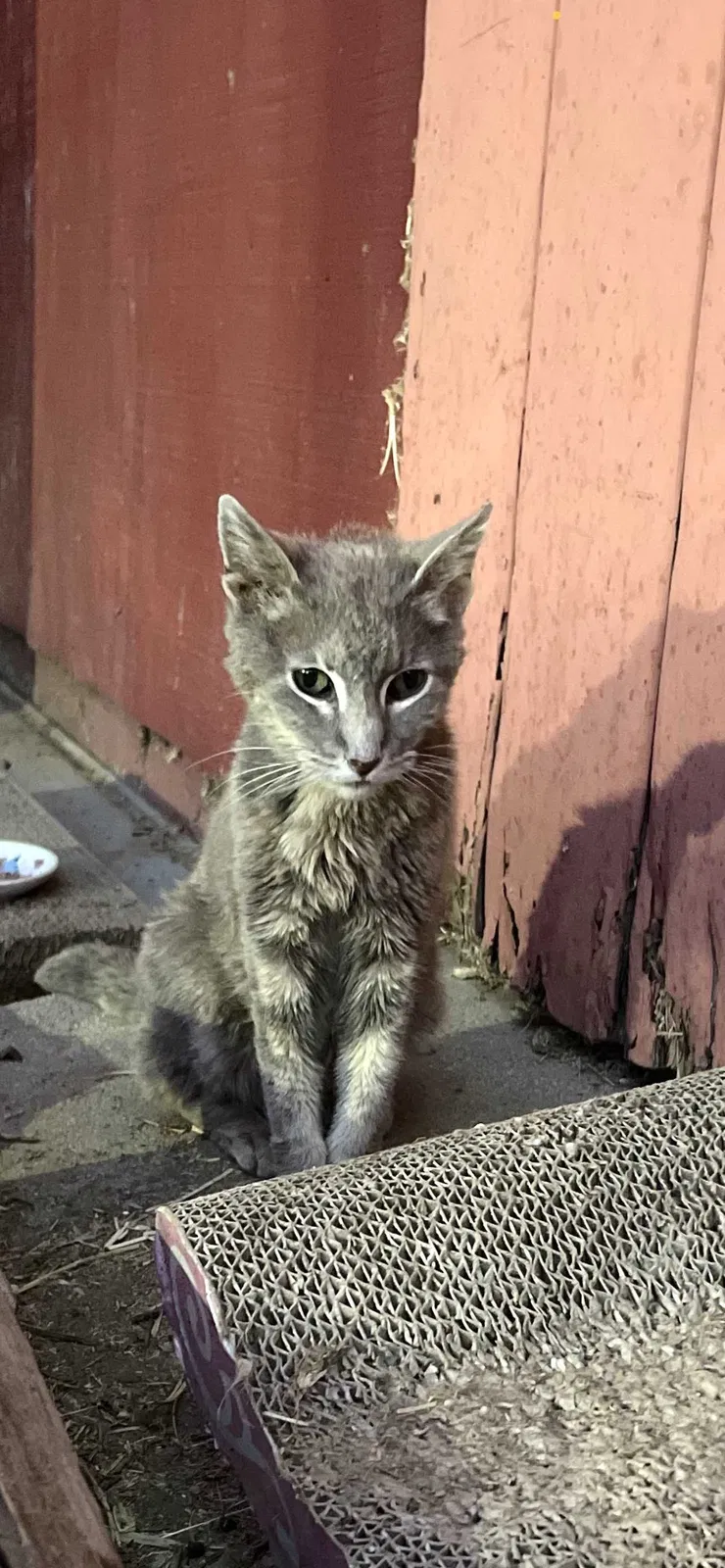 Lost cat in West Covina, CA, 91791