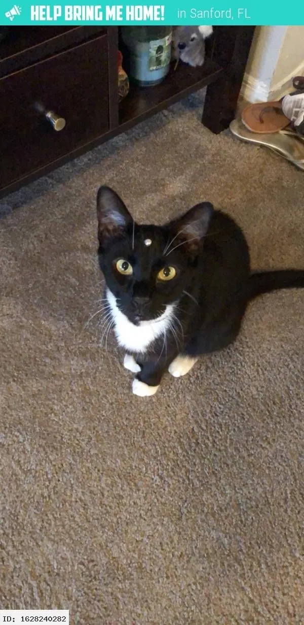 Lost cat in Sanford, FL, 32771