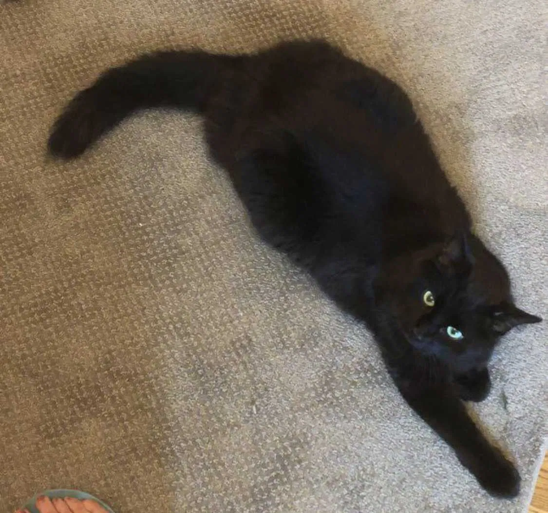 Lost cat in Louisville, KY, 40241