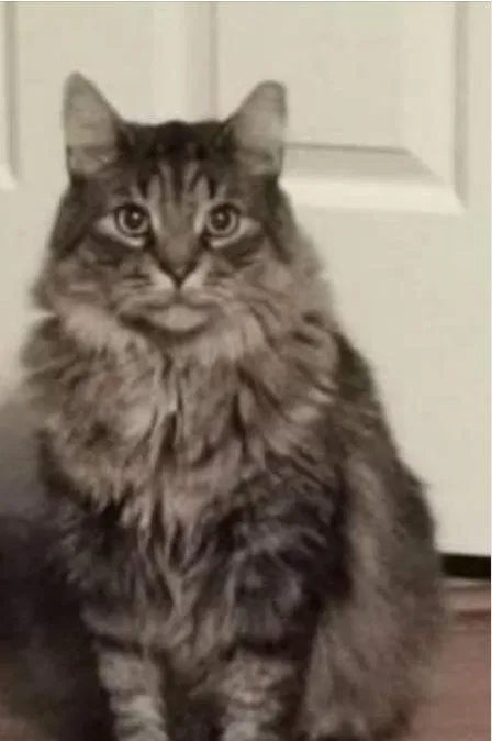 Lost cat in West Grove, PA, 19390