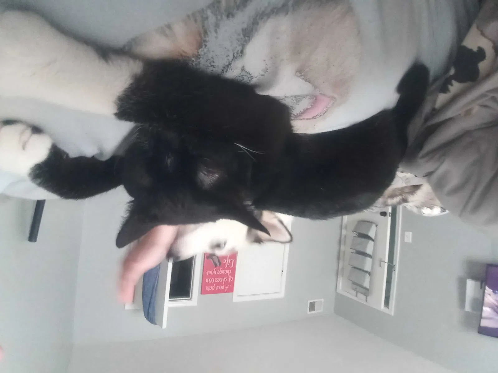 Lost cat in Norman, OK, 73071