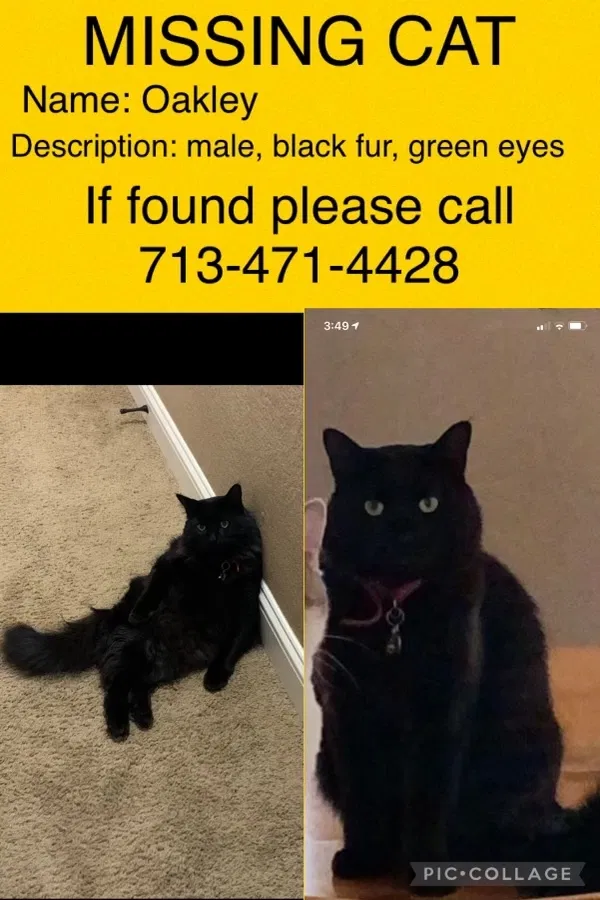 Lost cat in Joshua, TX, 76058
