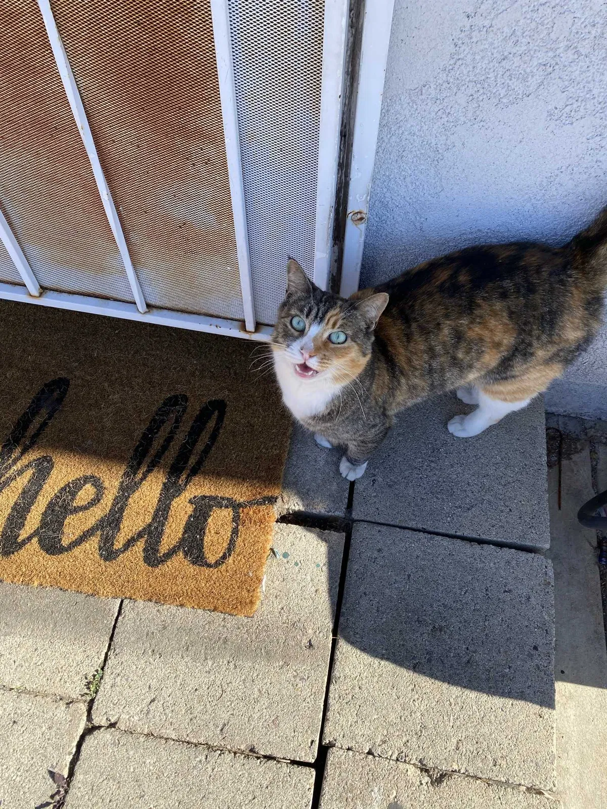 Lost cat in San Diego, CA, 92117