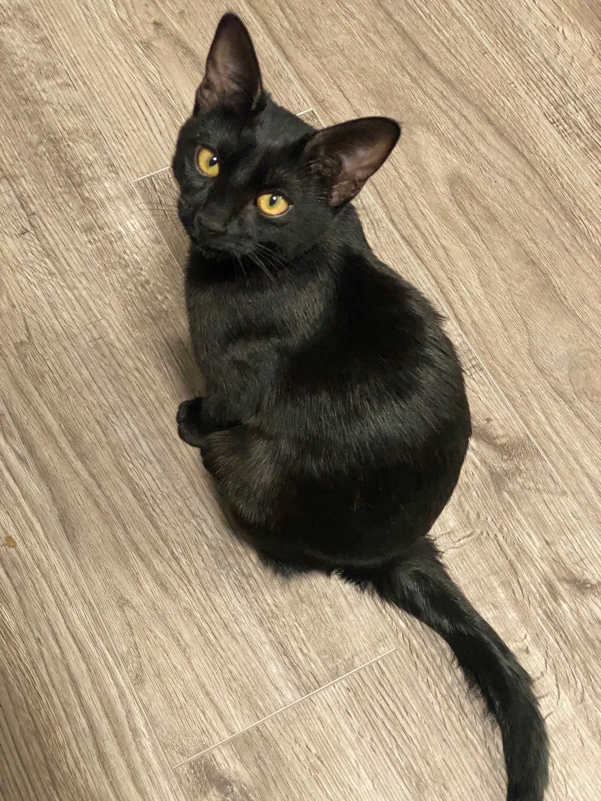 Lost cat in Albuquerque, NM, 87111
