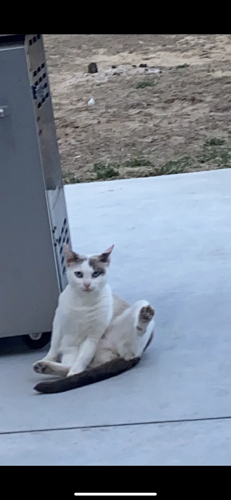 Lost cat in Zimmerman, MN, 55398