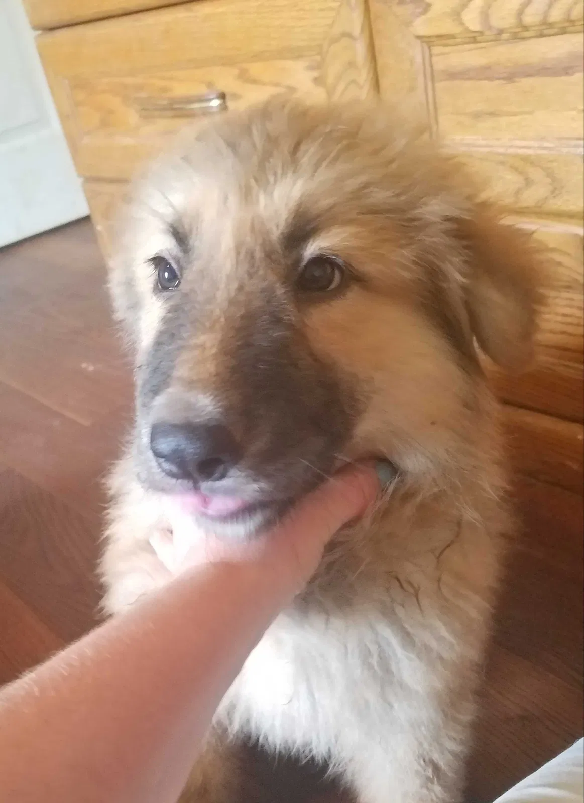Lost dog in Newton, NC, 28658
