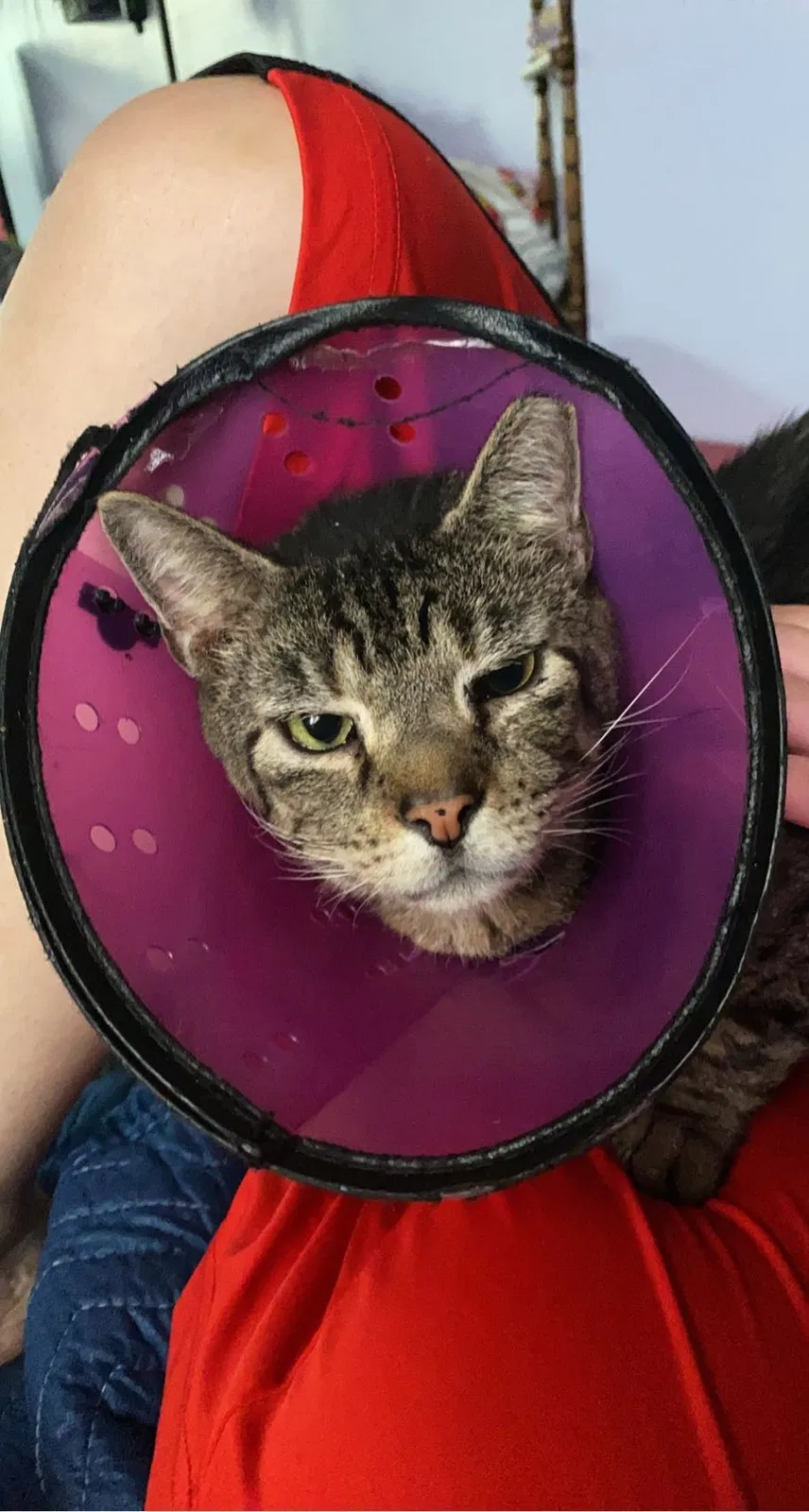 Lost cat in Chicago Heights, IL, 60411