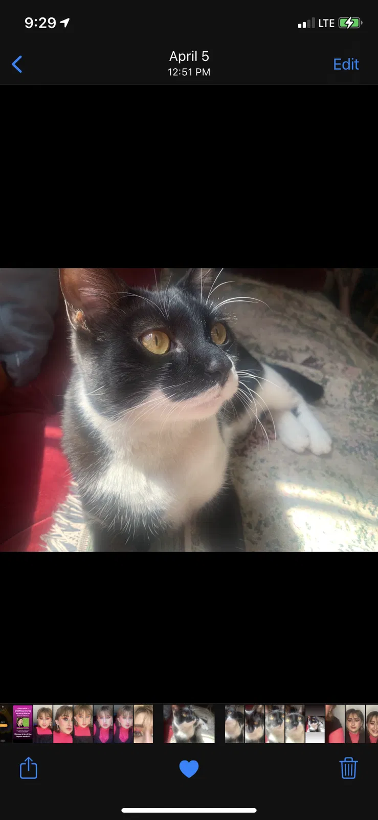 Lost cat in Brooklyn, NY, 11221
