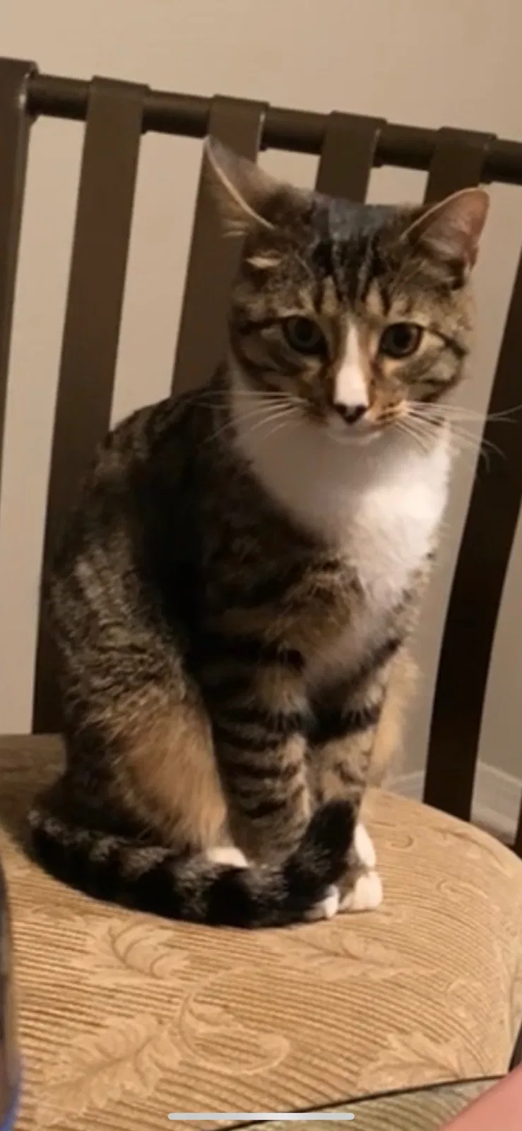 Lost cat in Birmingham, AL, 35209