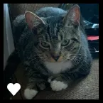 Lost cat in Maylene, AL, 35114
