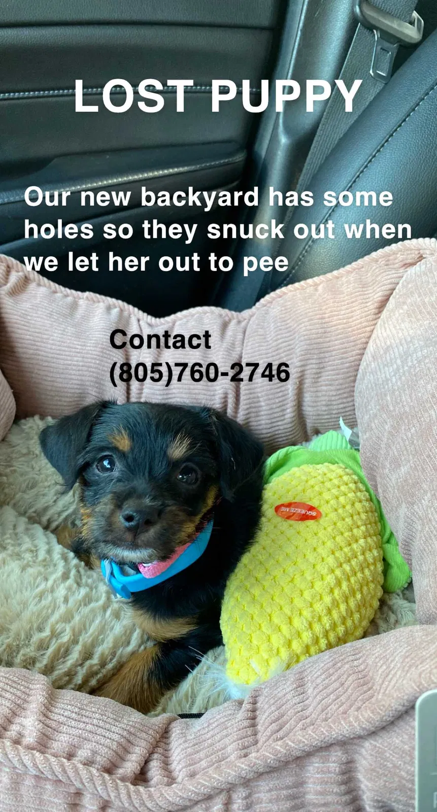 Lost dog in Bakersfield, CA, 93314
