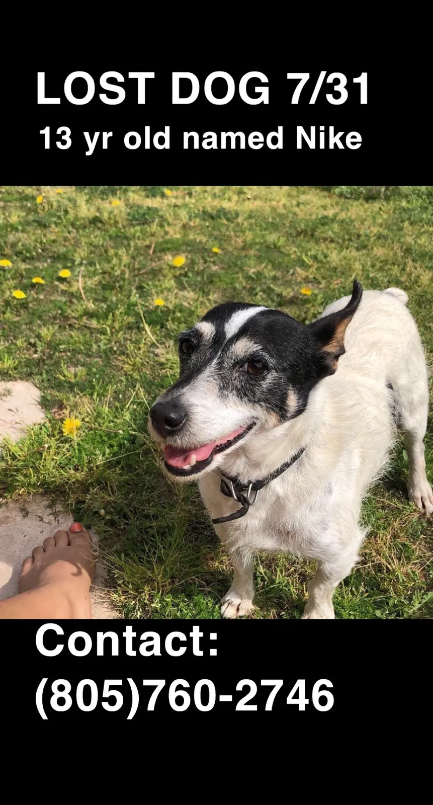 Lost dog in Bakersfield, CA, 93314