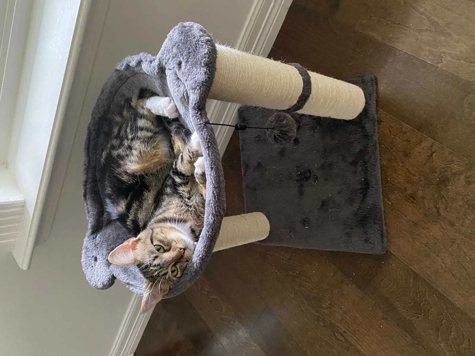 Lost cat in Houston, TX, 77040
