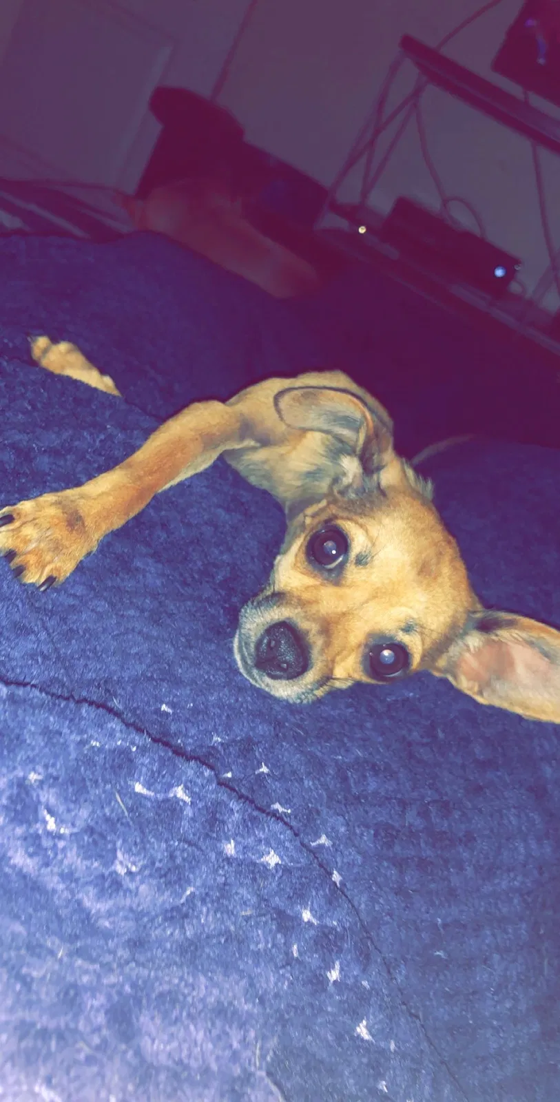 Found dog in Bakersfield, CA, 93314