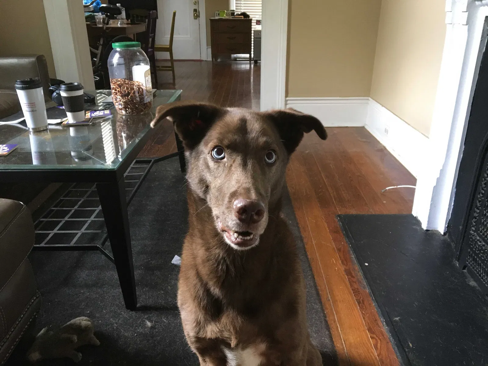 Lost dog in New Orleans, LA, 70118