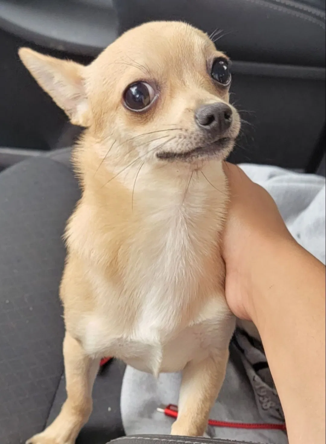 Lost dog in Columbus, OH, 43205
