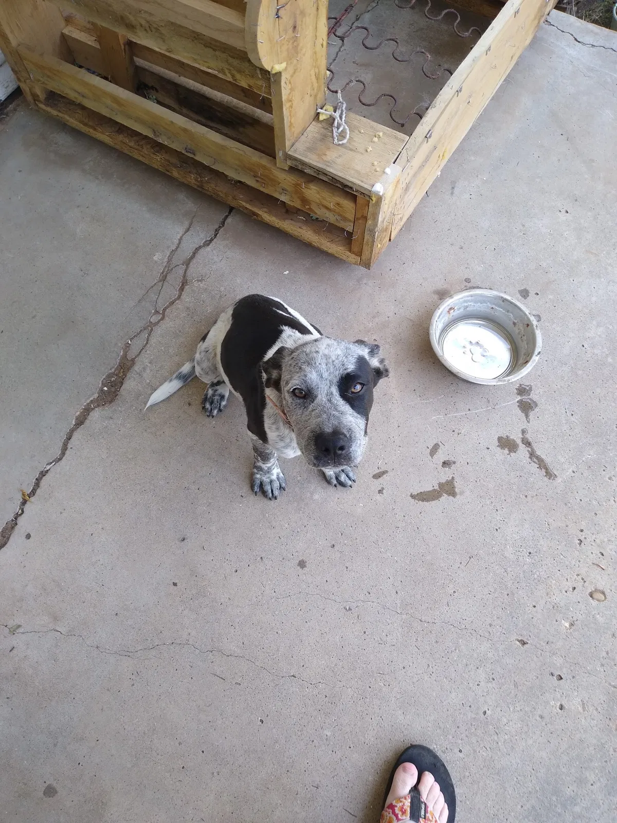 Found dog in Lubbock, TX, 79411