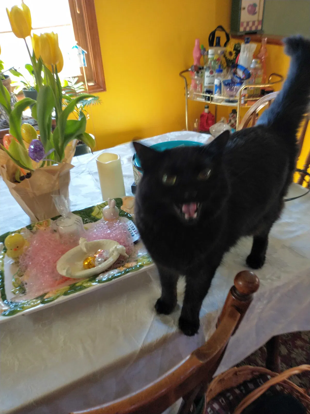 Lost cat in Saratoga Springs, NY, 12866