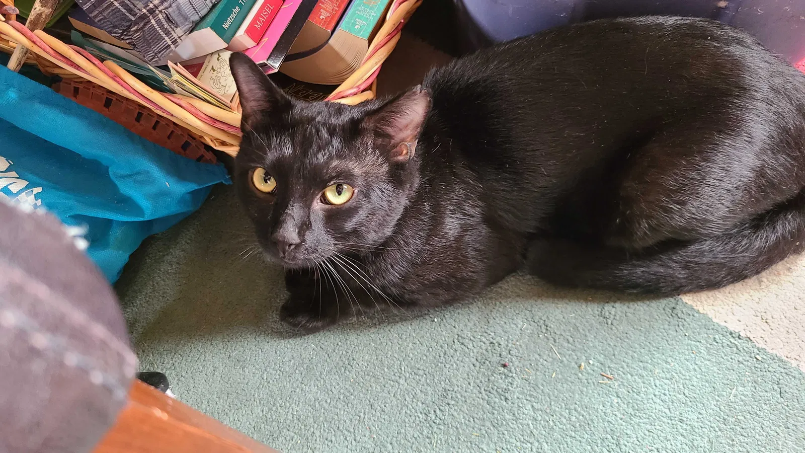 Found cat in Villa Park, IL, 60181