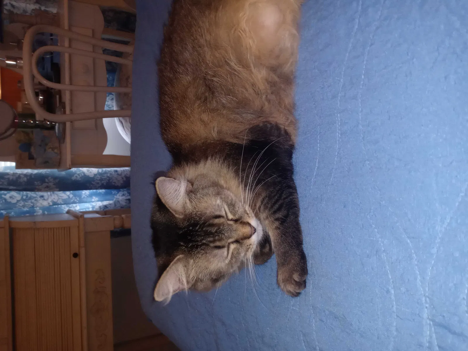 Lost cat in Columbus, OH, 43229