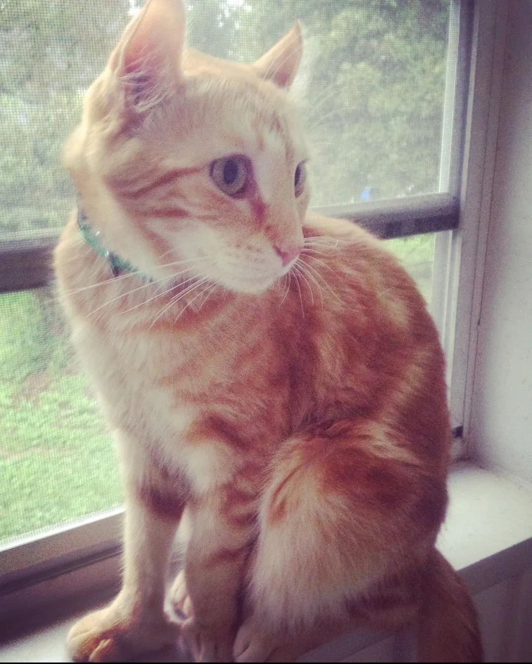 Lost cat in High Point, NC, 27265