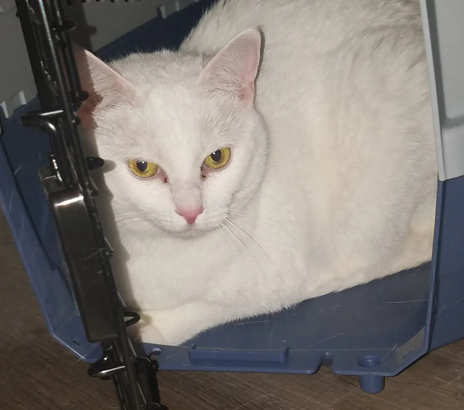 Lost cat in Cypress, CA, 90630