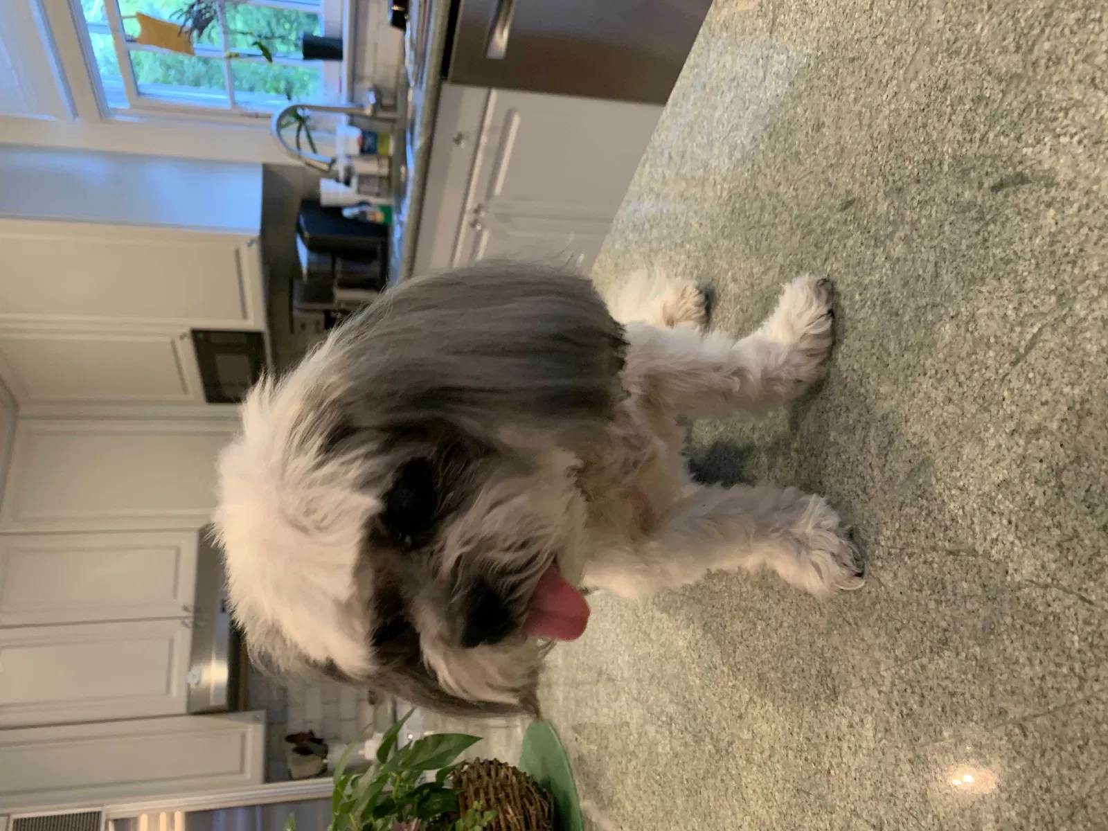 Lost dog in Richmond, VA, 23221