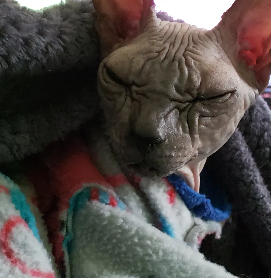 Lost cat in Belle Mead, NJ, 8502