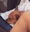 Lost dog in Mobile, AL, 36695