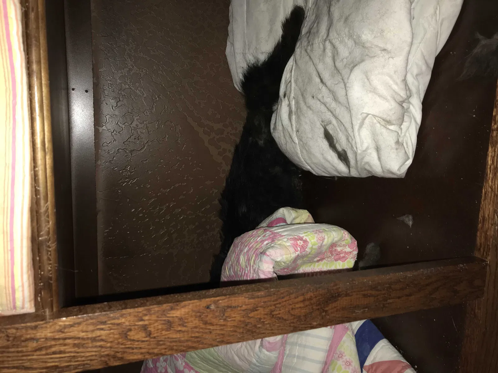 Lost cat in Edmond, OK, 73003