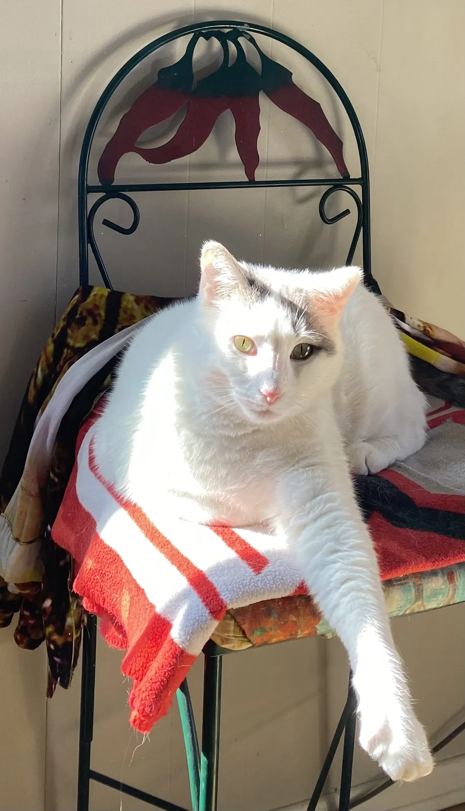 Lost cat in Canton, OH, 44705