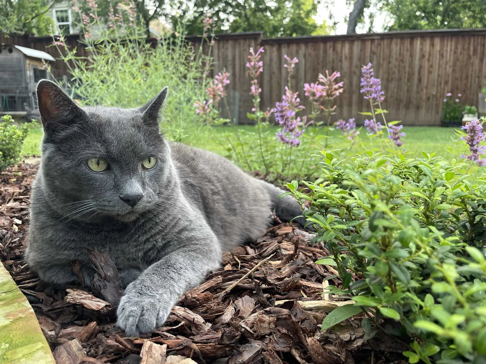 Lost cat in Denton, TX, 76201