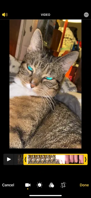 Lost cat in Appleton, WI, 54914