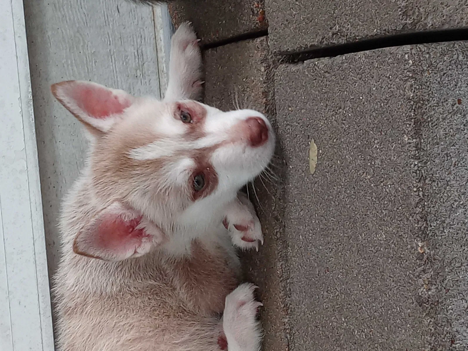 Lost dog in Houston, TX, 77040