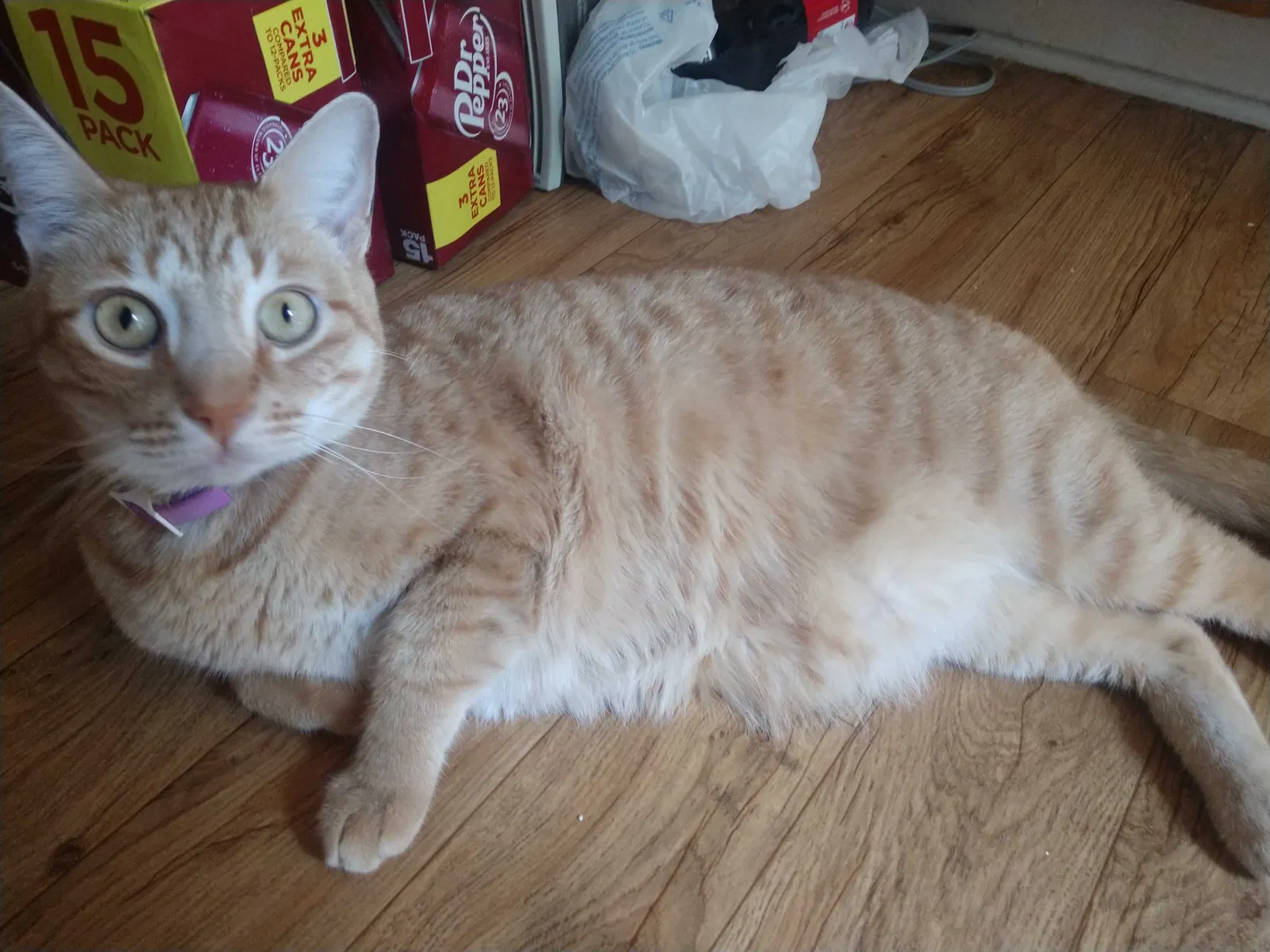 Lost cat in Marietta, GA, 30060