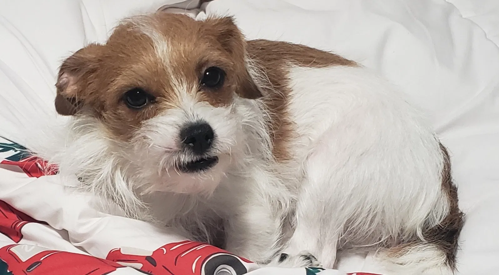 Lost dog in Rockford, IL, 61108