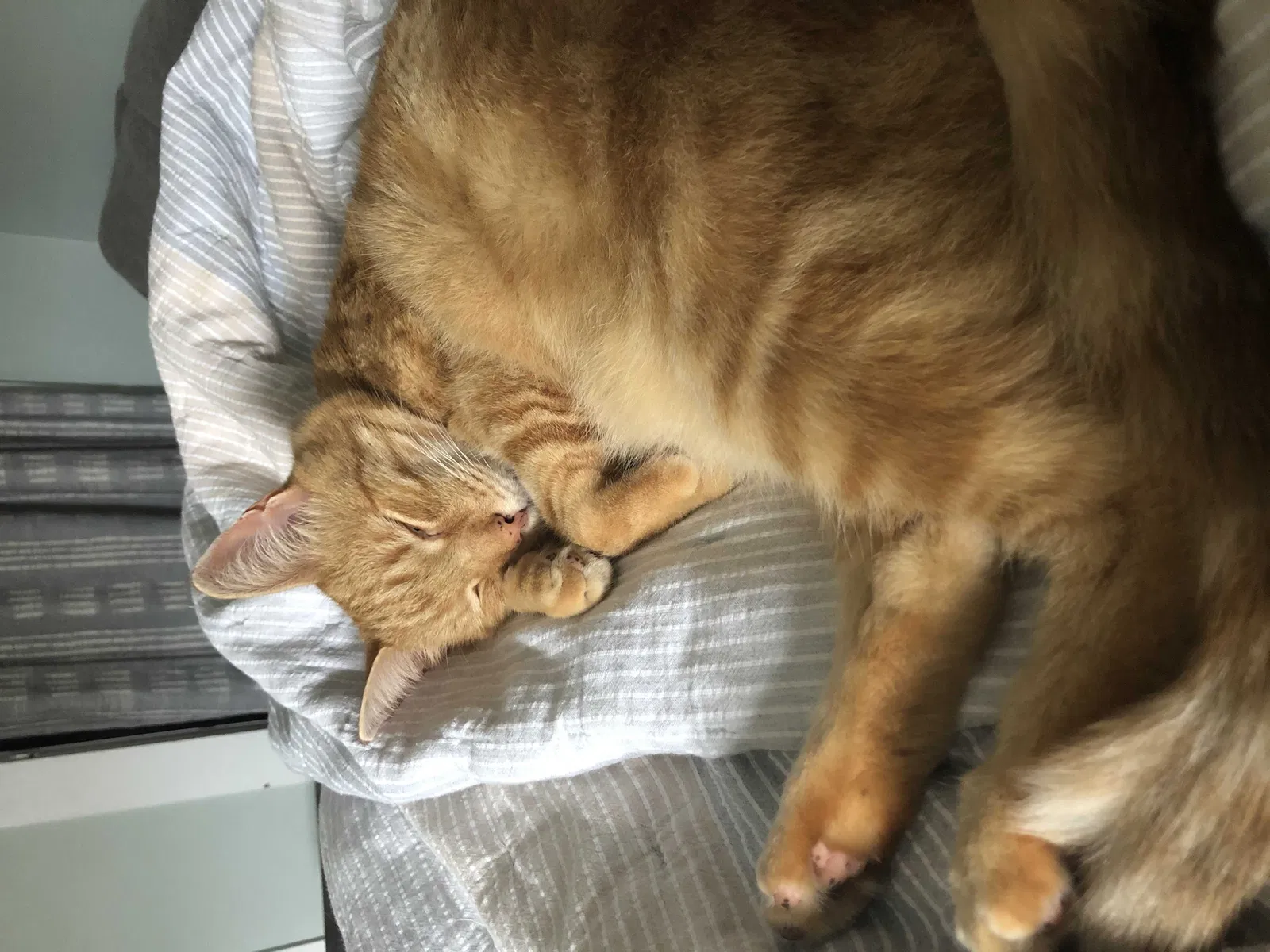 Lost cat in Newport, RI, 2840