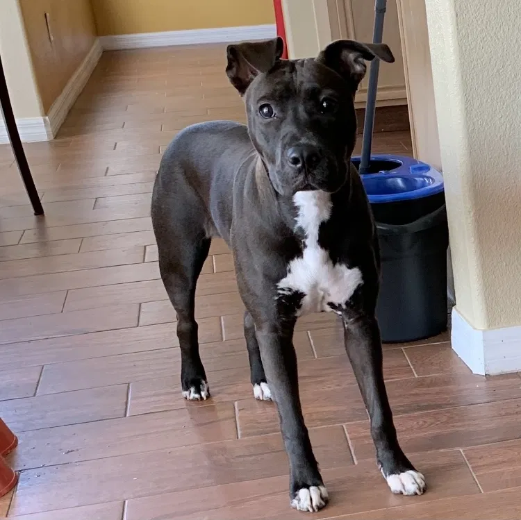 Lost dog in Orlando, FL, 32824