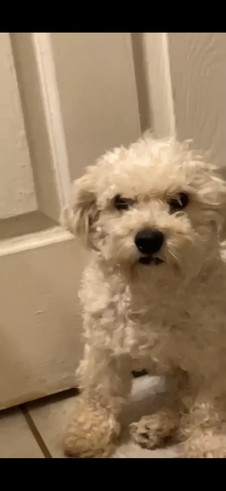 Lost dog in Chandler, AZ, 85225
