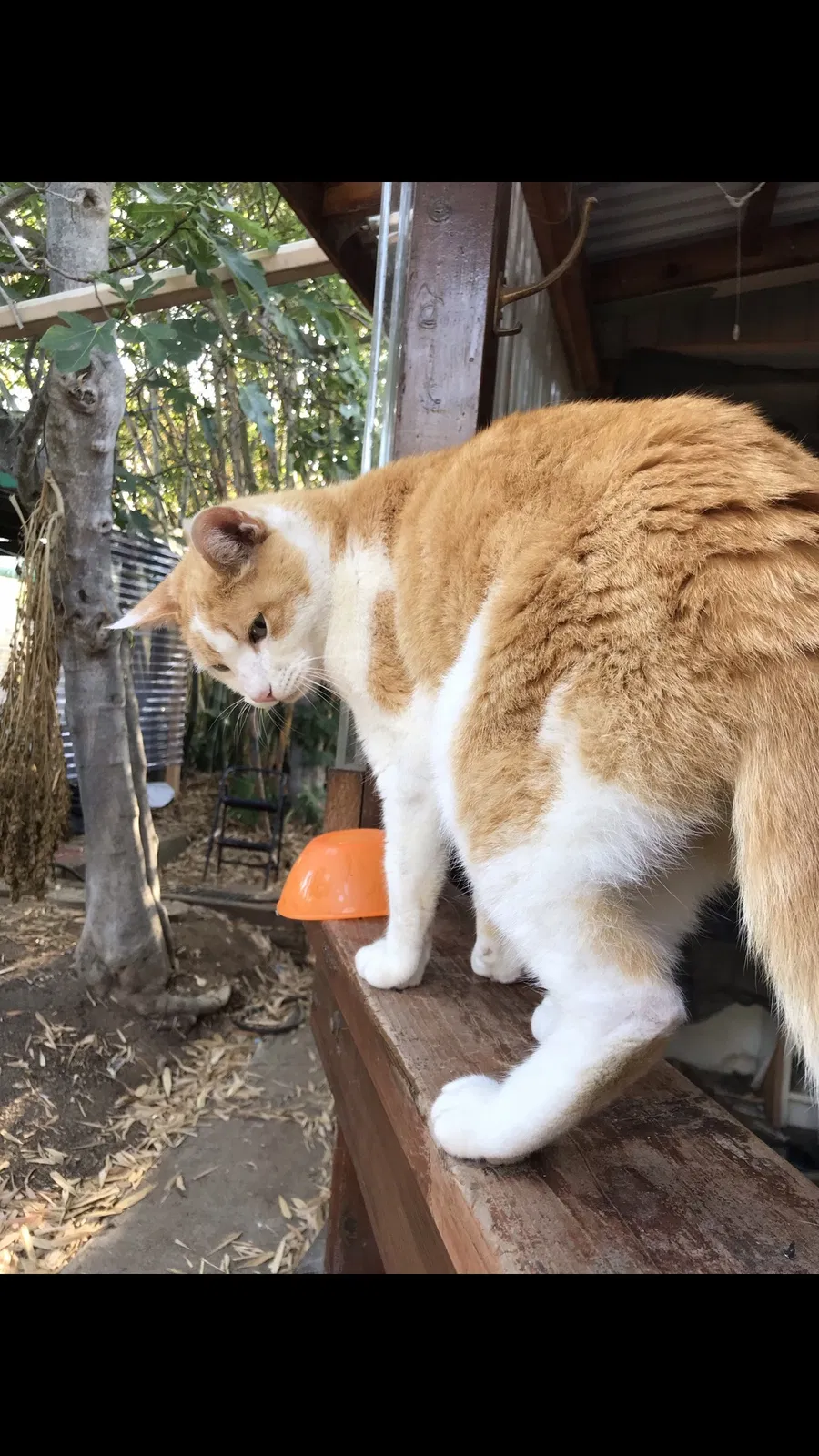 Lost cat in Vista, CA, 92084